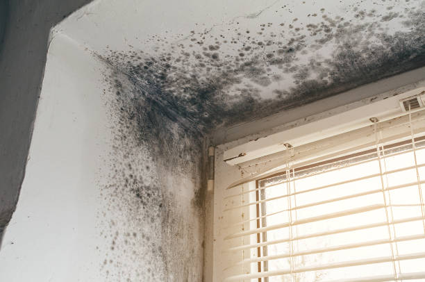 Affordable Crawl Space Mold Removal solutions in West Point, VA